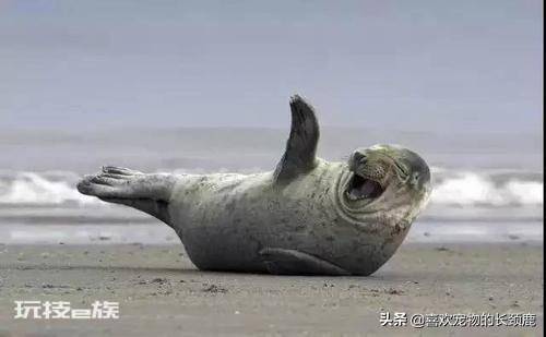 海洋动物海豹是哺乳动物吗(海豹属于什么繁衍种类的动物)-图片2